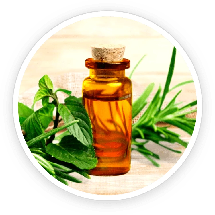 Kerassentials Ingredient Tea Tree Oil